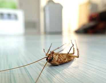 cockroach-solutions-gawler-pest-control