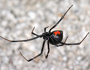 gawler-pest-control-spider-invasion