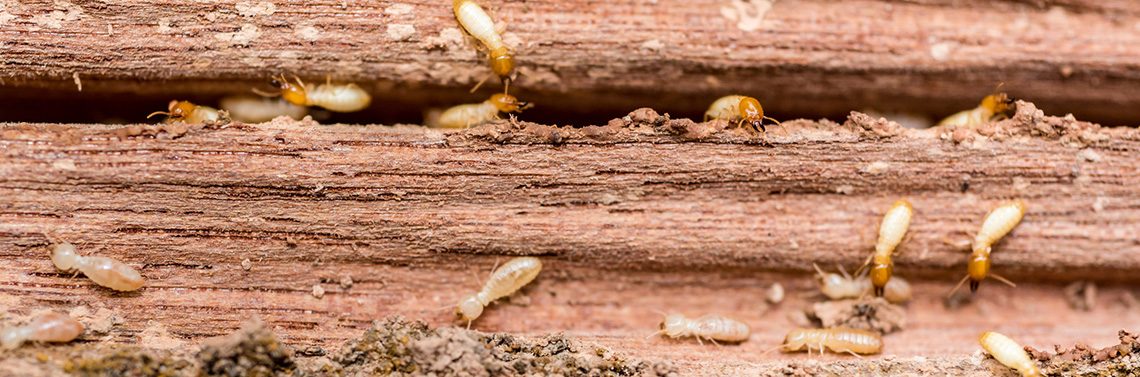 Gawler-Pest-Control-Removal-Barossa_0001_Termites