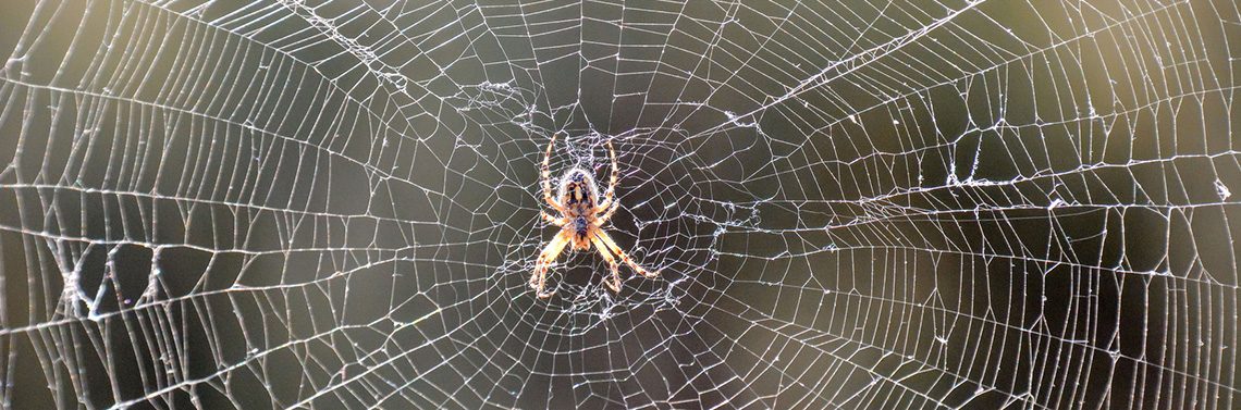 Gawler-Pest-Control-Removal-Barossa_0003_Spiders