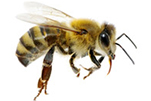 bees-gawler-pest-control