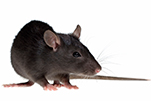 black_rat_gawler_pest_control