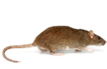 brown_rat_gawler_pest_control