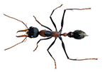 bull-ant-gawler-pest-control