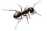 carpenter-ant-gawler-pest-control