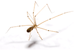 danny_long_legs_spider_gawler_pest_control