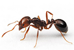 fire-ant-gawler-pest-control