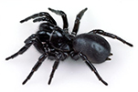 funnel-web-spider-gawler-pest-control