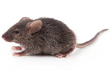 house_mouse_gawler_pest_control