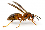 paper-wasp-gawler-pest-control