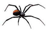 redback-spider-gawler-pest-control