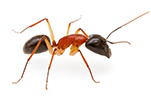 sugar-ant-gawler-pest-control