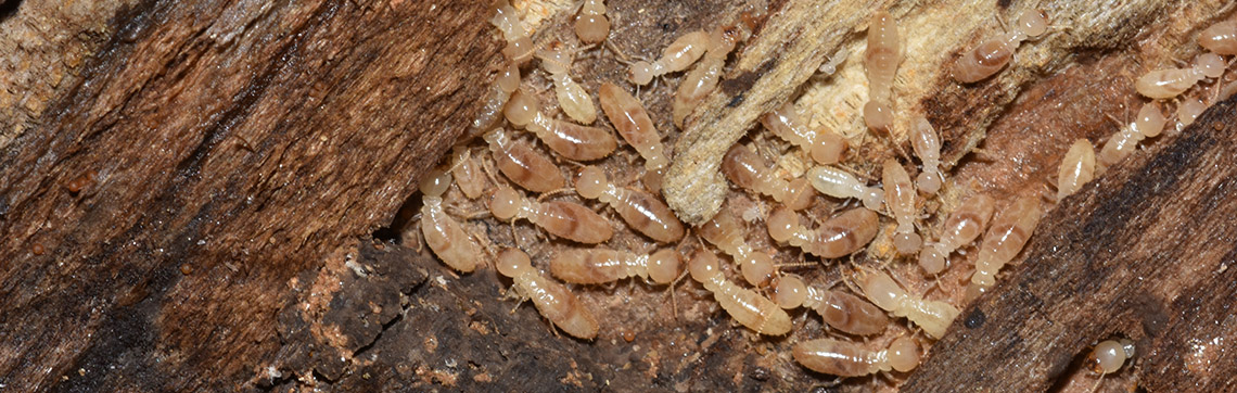 termite_banner_gawler_pest_control