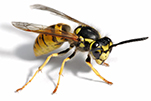 wasps-gawler-pest-control