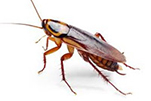 cockroaches-bug-gawler-pest-control