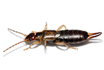 earwig-bug-gawler-pest-control