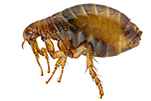 flea-bug-gawler-pest-control