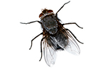 fly-bug-gawler-pest-control